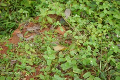 Neanotis monosperma var. tirunelvelica